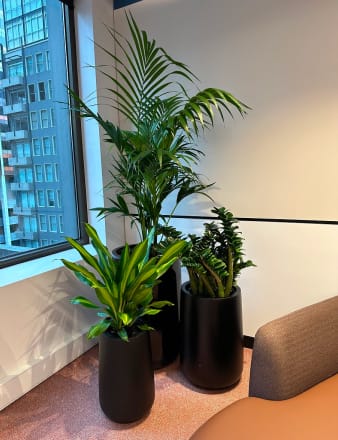 Tall plant