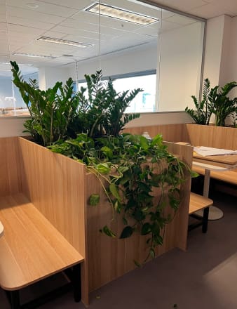 office plants